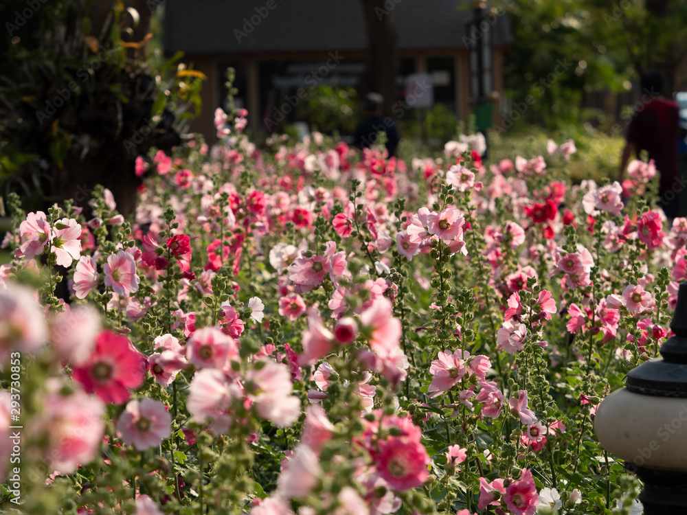 Group of Pink Hollyhock Flowers, Selective Focus