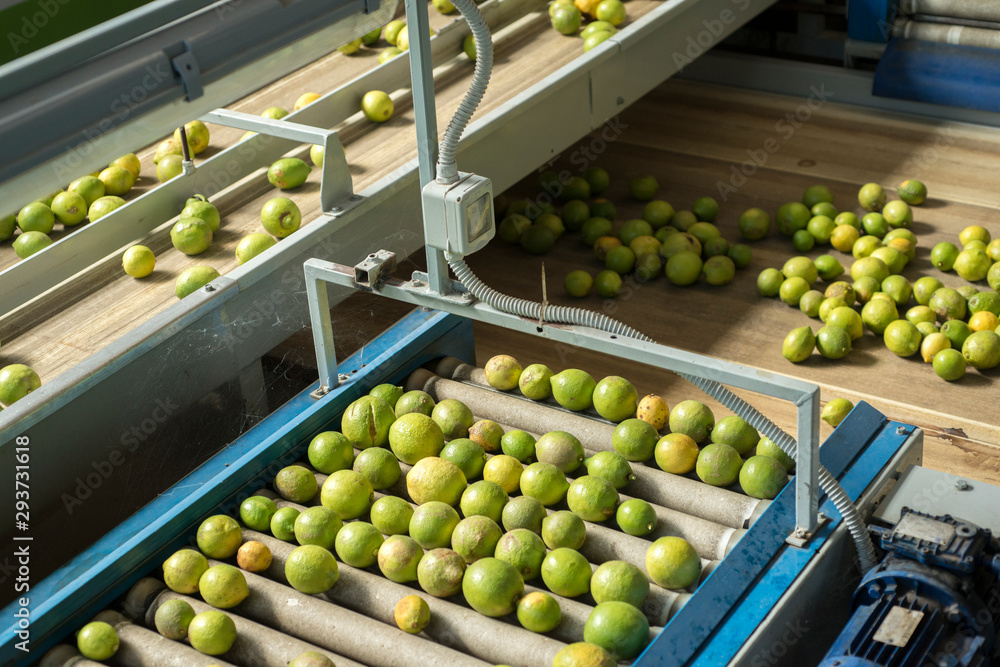 lemons on conveyor belt