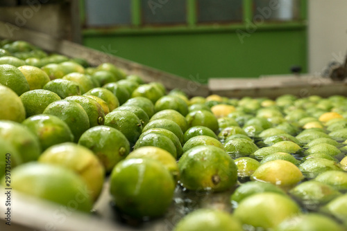 Fotografija Automated lemon fruit washing line with conveyor belt