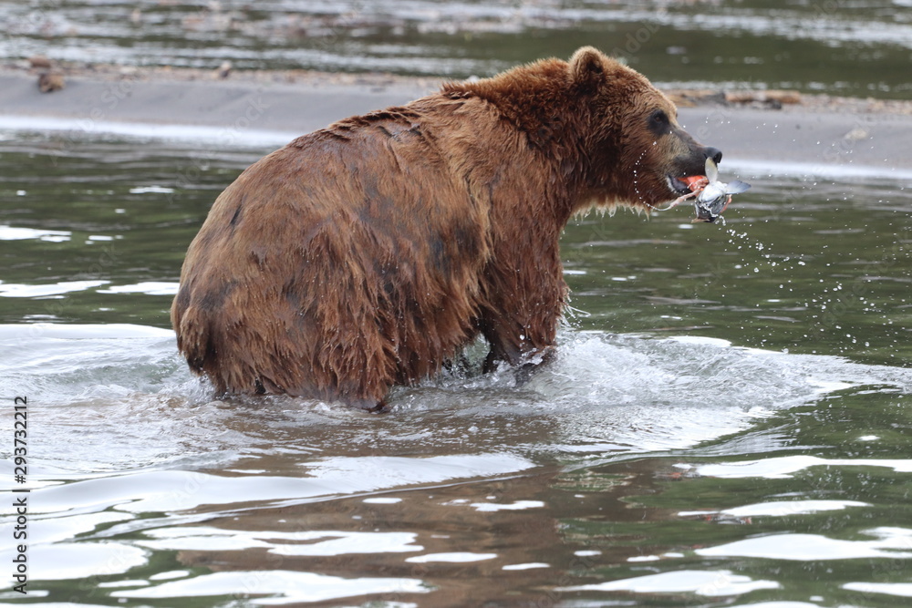 The Kamchatka brown bears at Kuril Lake - Russia