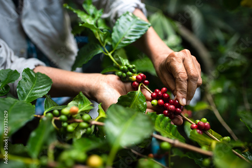 arabica coffee berries with agriculturist handsRobusta and arabica coffee berries with agriculturist hands, Gia Lai, Vietnam © somchai20162516