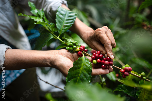 arabica coffee berries with agriculturist handsRobusta and arabica coffee berries with agriculturist hands, Gia Lai, Vietnam photo