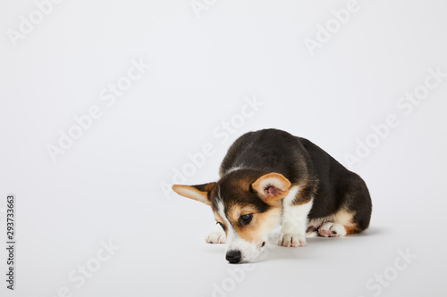 cute sad welsh corgi puppy on white background © LIGHTFIELD STUDIOS