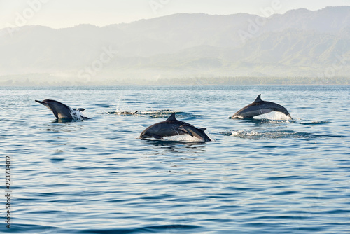 Pacific dolphins. Morning swimming on tropical waters near Lovina Beach in Bali, as a dolphin family enjoys in the morning