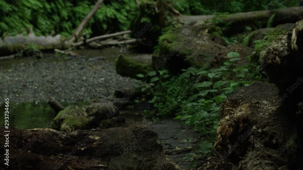 Slow Motion Early Morning Moody Tracking Down to Forest Flow with Rocks and Shrubs Cinematic. Slow Motion Early Morning Moody Tracking Down to Forest Flow with Rocks and Shrubs Cinematic.