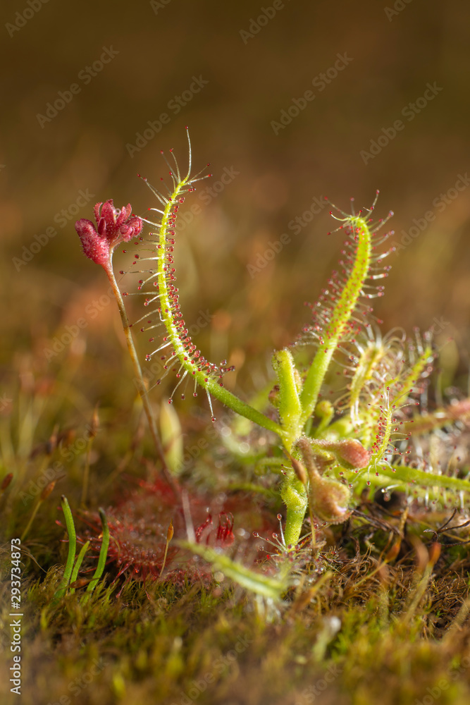 Fototapeta premium Drosera Indica flowering seen at Kaas Plateau,Satara,Maharashtra,India
