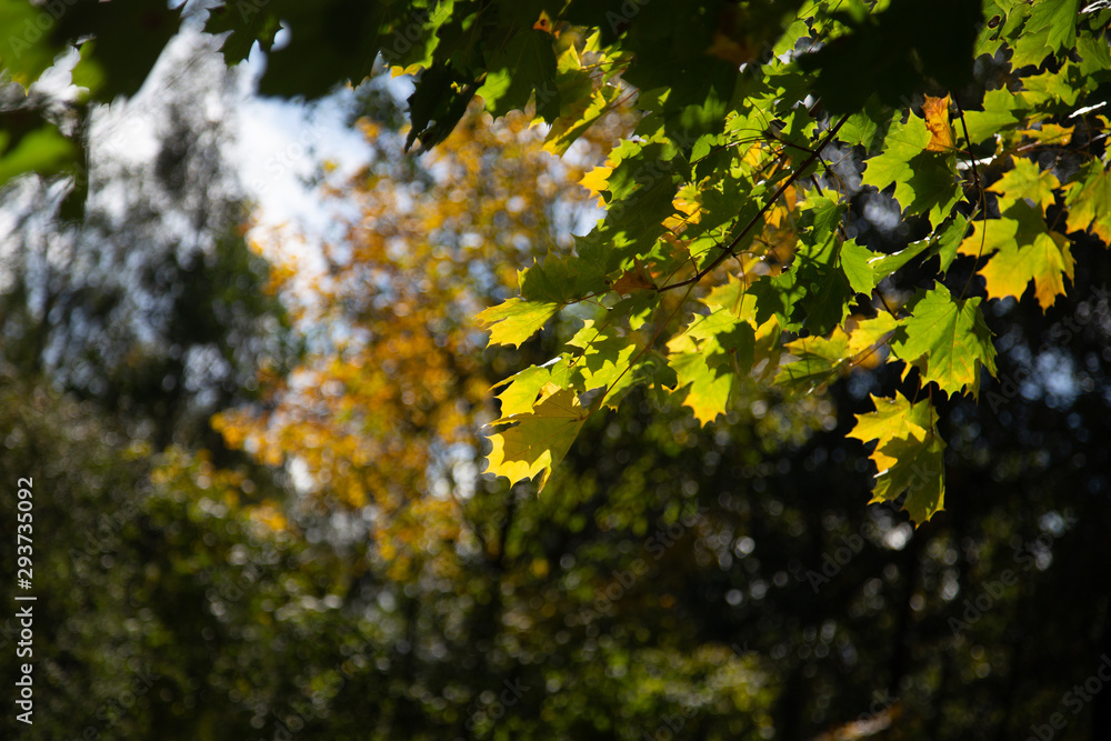 Herbstfarben im Wald bunte Blätter Herbstfarben im Wald bunte Blätter