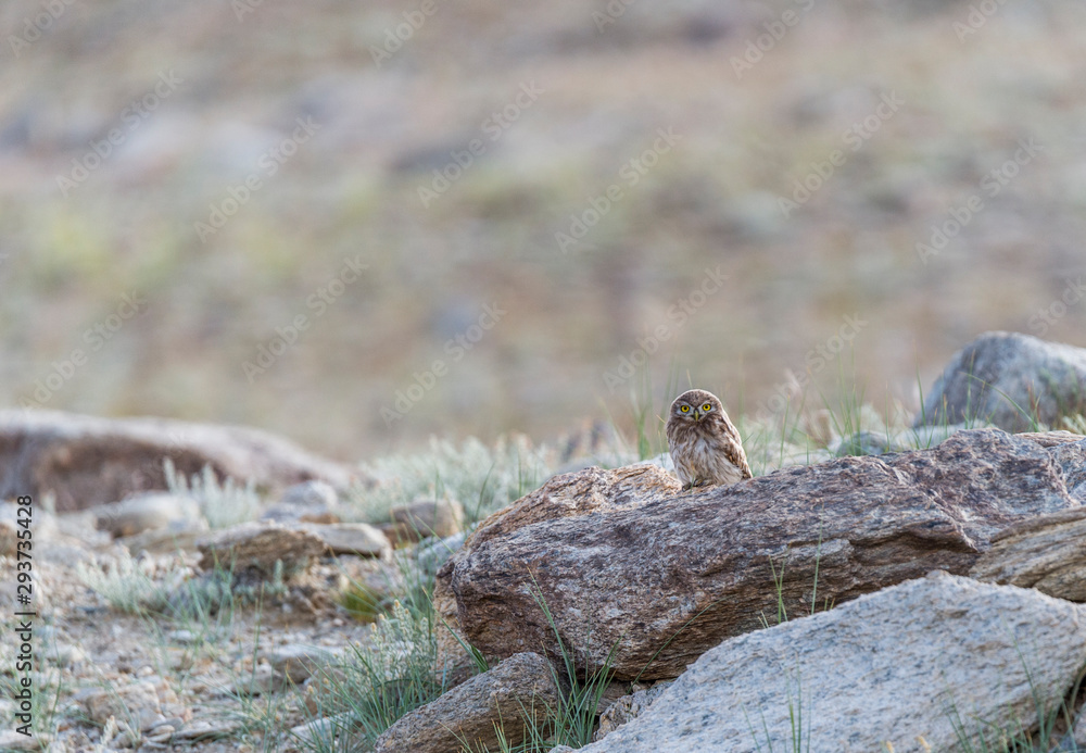 Fototapeta premium Little Owl Near Tsokar lake,Ladakh,India