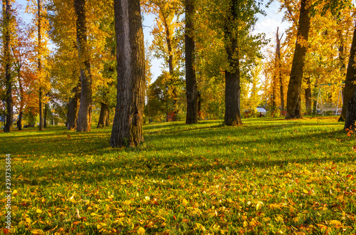The beginning of autumn  green grass is covered with yellow leaves creating a natural multi-colored beautiful carpet. Autumn park in the sun.
