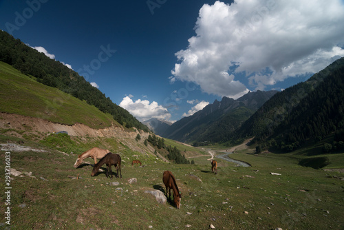 Clear day at Sonmarg,jammu and kashmir,India