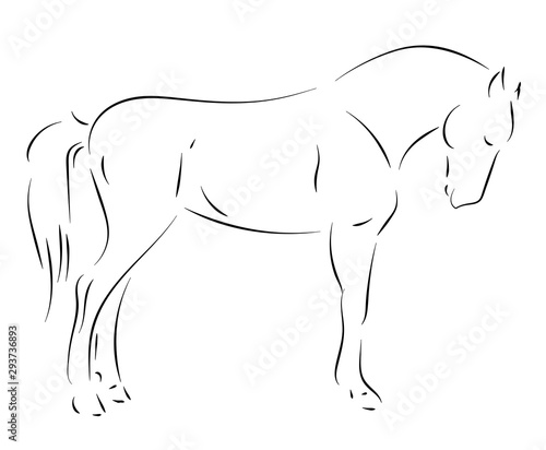Black line horse