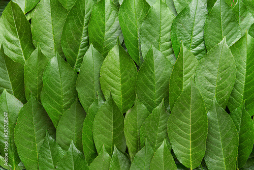 Many green leaves as background