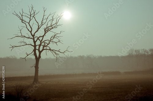 Wallpaper Mural arbre mort dans un pré avec le brouillard. Pré et arbre brumeux Torontodigital.ca