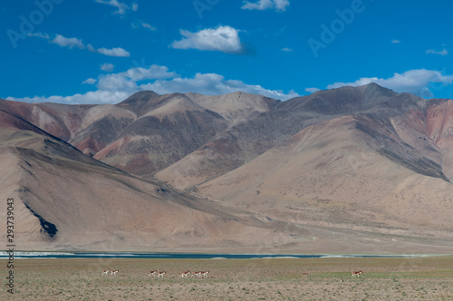 Tsokar lake,Ladakh,India