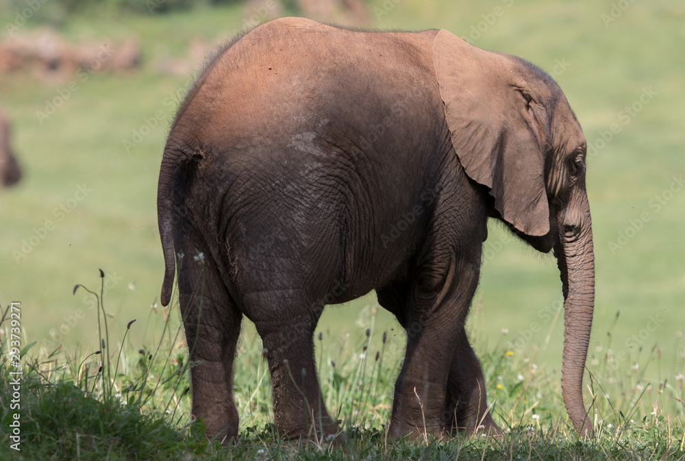 Fototapeta premium elephants in the field with their young