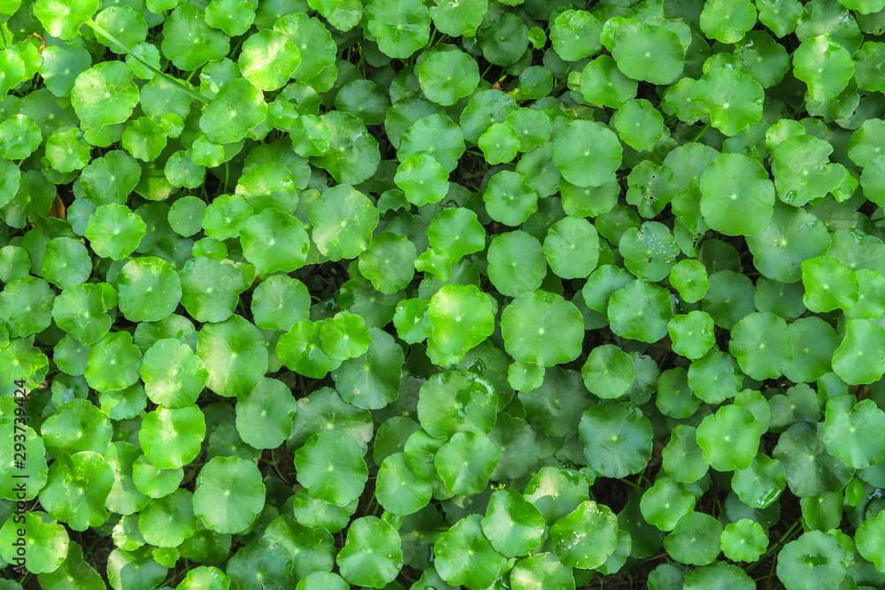 Gotu kola or Centella asiatica, Green nature Herb , Thailand - obrazy, fototapety, plakaty 