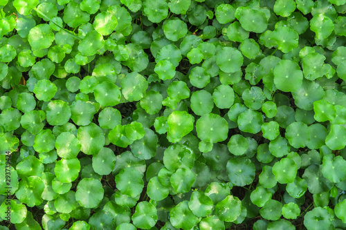 Gotu kola or Centella asiatica, Green nature Herb , Thailand