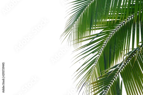 Coconut leaves with branches on white isolated background for green foliage backdrop 