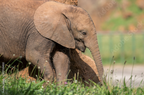 elephants in the field with their young