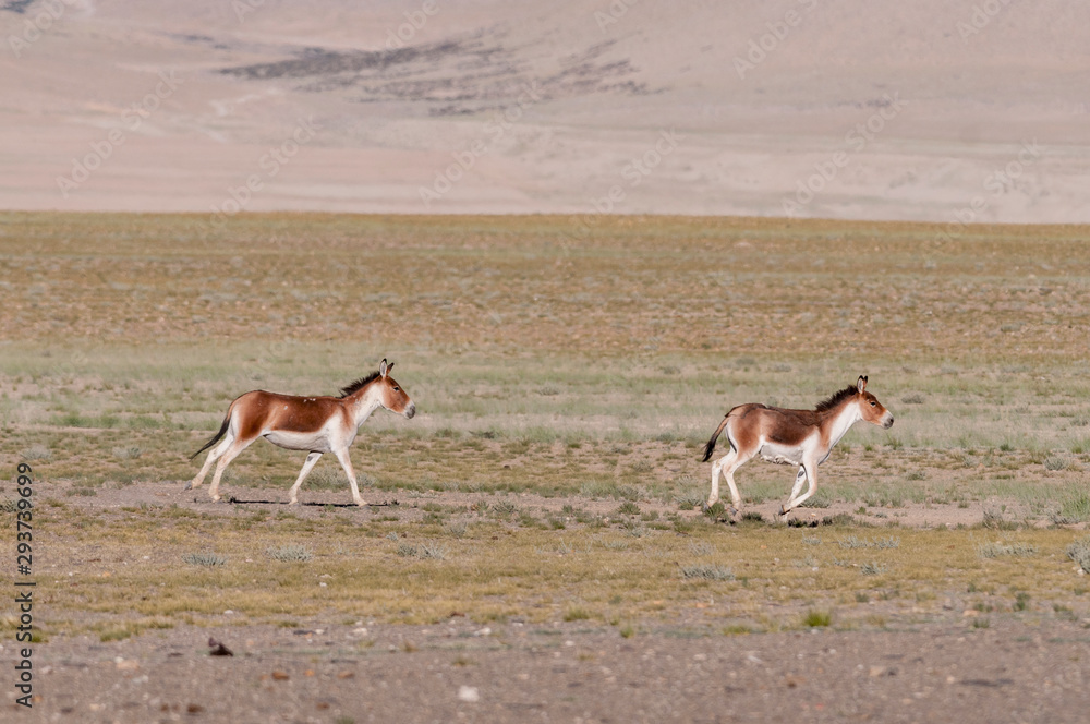 Kiang at Tsokar Lake,Ladakh,India Kiang at Tsokar Lake,Ladakh,India