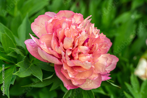 Peony Hybrid 