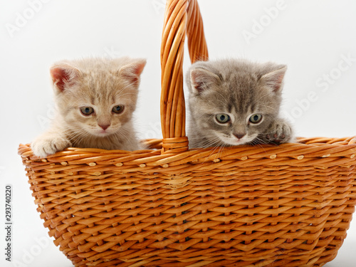 little british kittens in a basket on a white background © makam1969