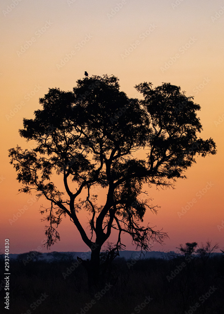 silhouette of a tree at sunset with a bird