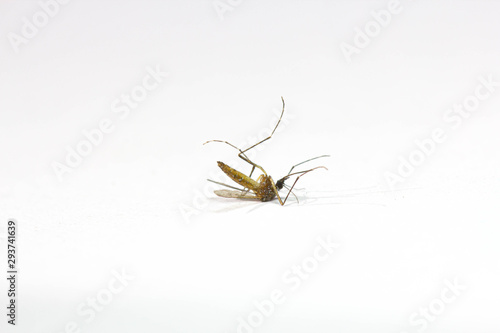 Dead mosquitoes on a white background