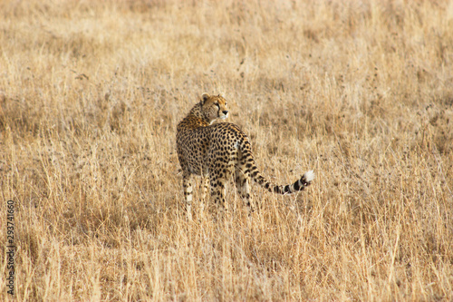 Cheetah in the wild - Kenya Copy Space 