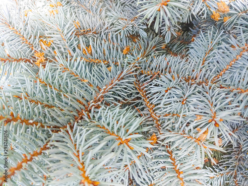 Colorado blue spruce photo