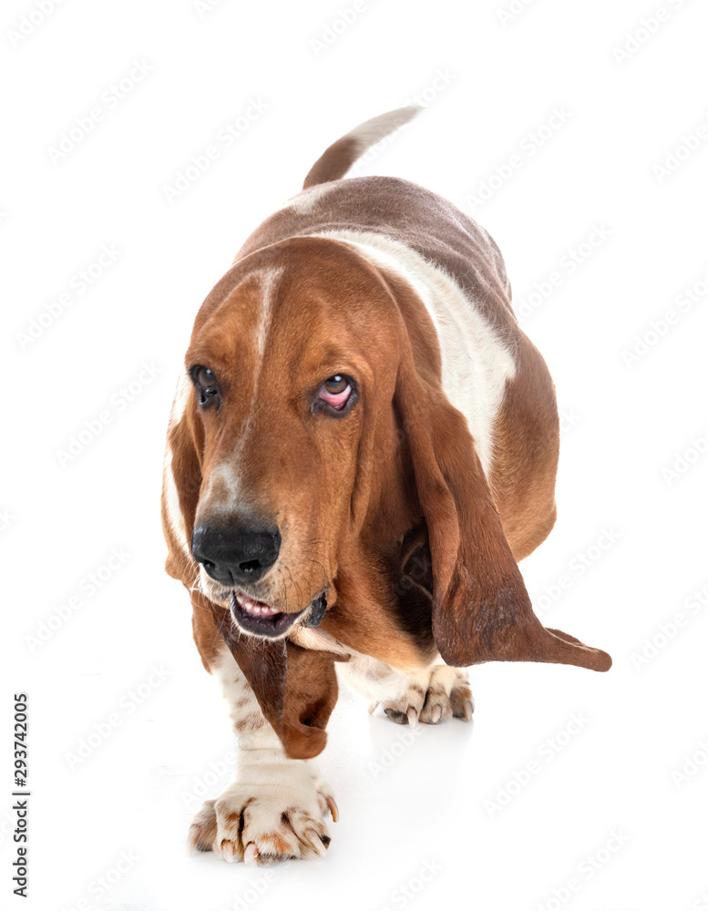 basset hound in studio