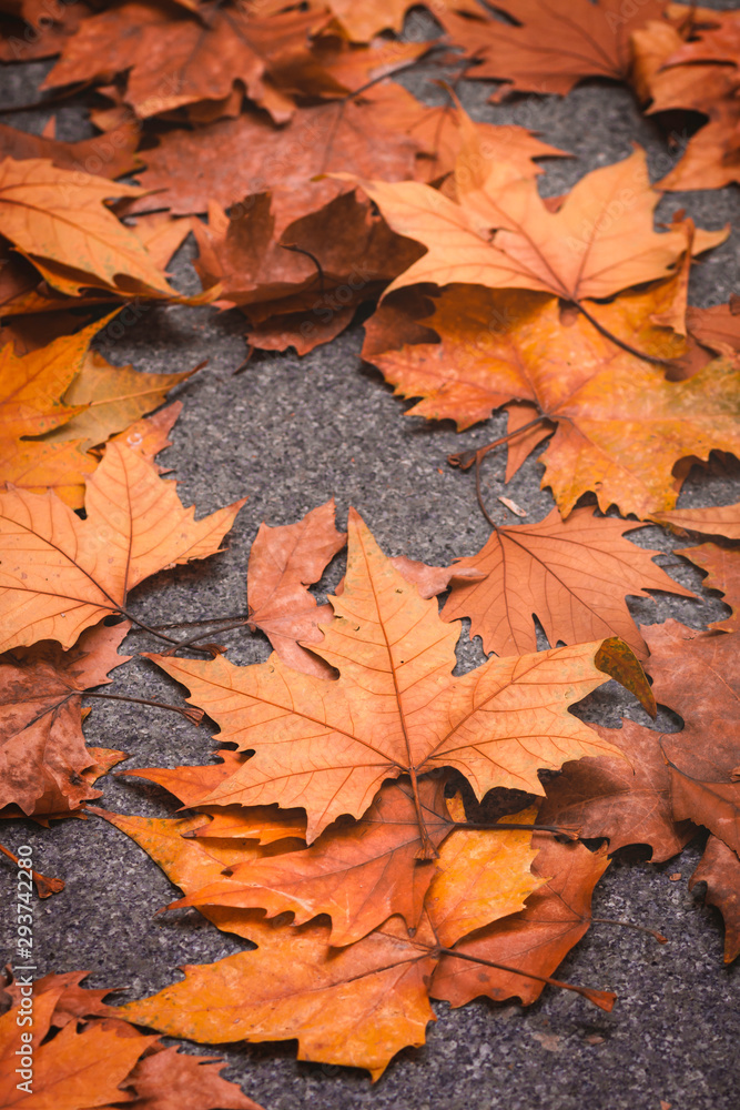 FLOODED TREE LEAVES ON THE FLOOR DURING THE AUTUMN