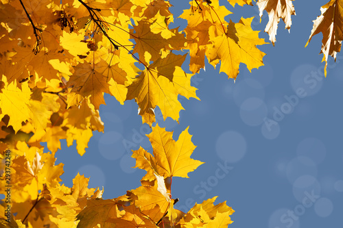 Bright yellow maple leaves  fall season outdoor background