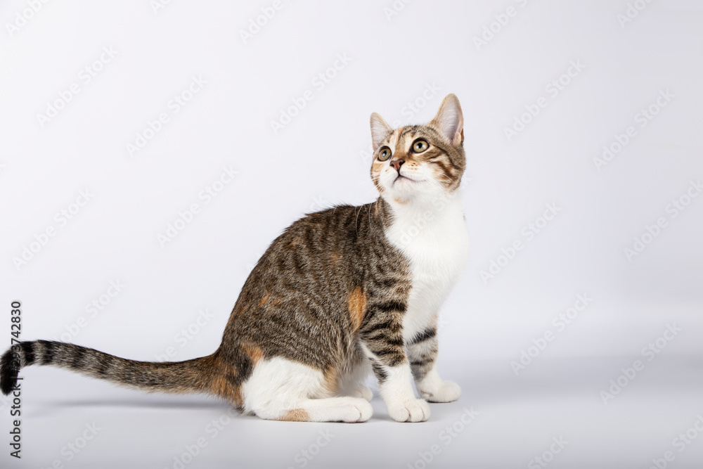 Lovely tricolor puppy cat sitting looking up on white background.