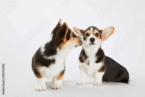 cute welsh corgi puppies on white background © LIGHTFIELD STUDIOS