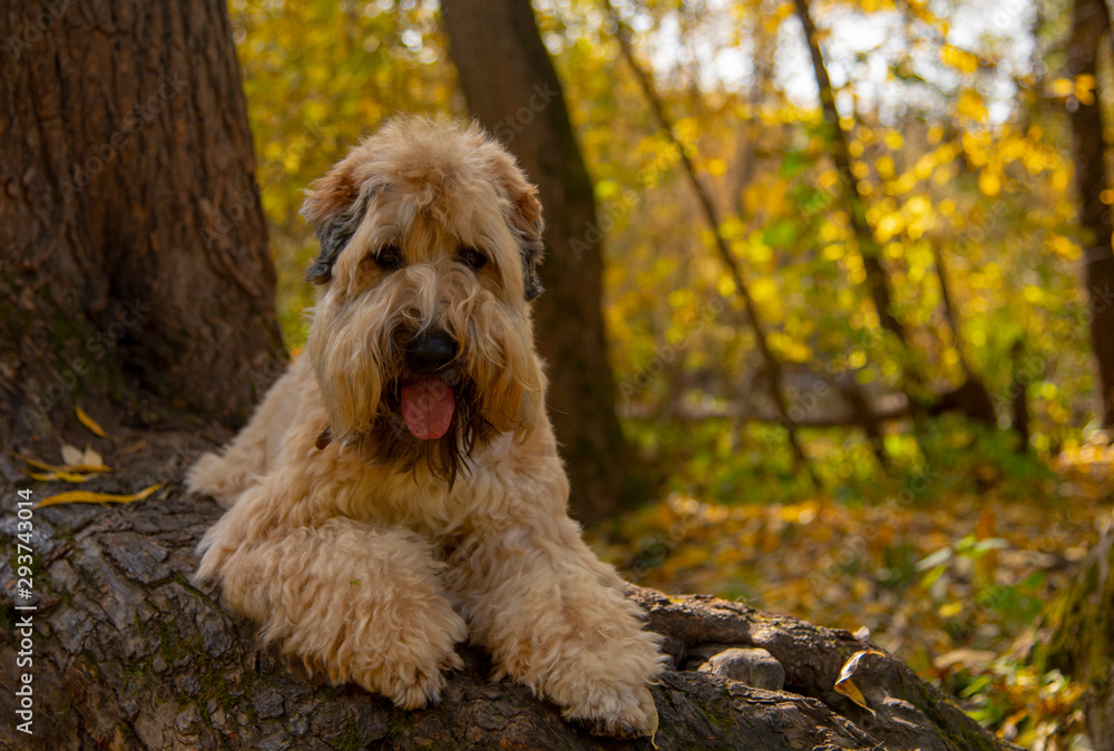 The Irish wheaten soft-coated Terrier lies on a tree trunk in an autumn Park. The Irish wheaten soft-coated Terrier lies on a tree trunk in an autumn Park.