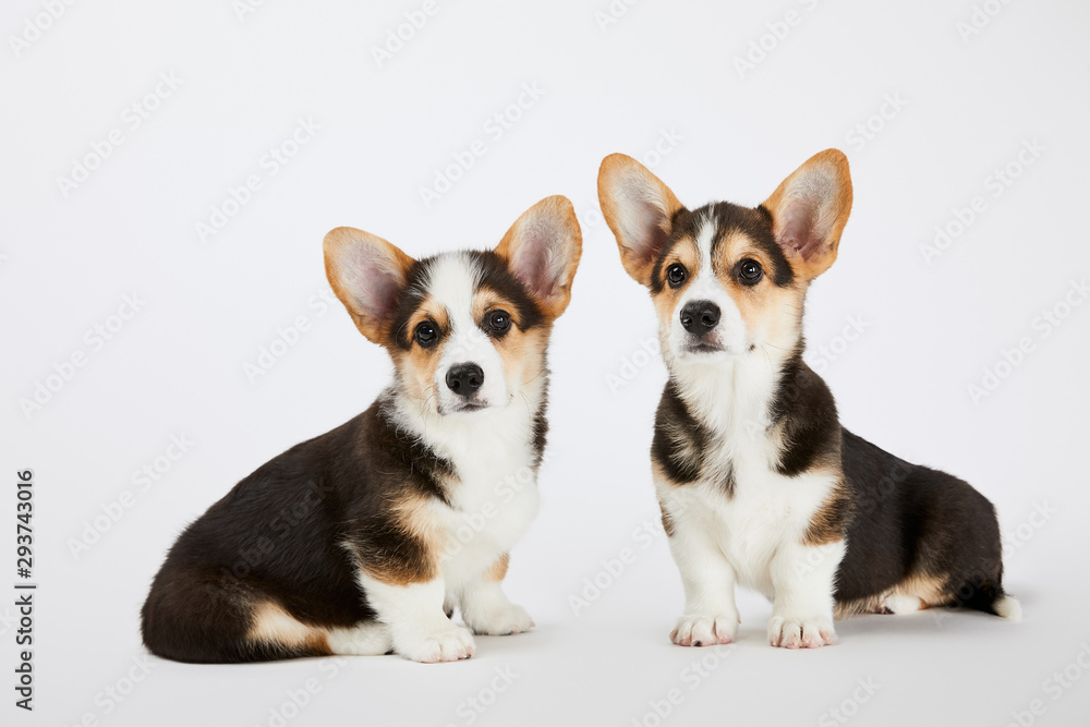 cute welsh corgi puppies on white background