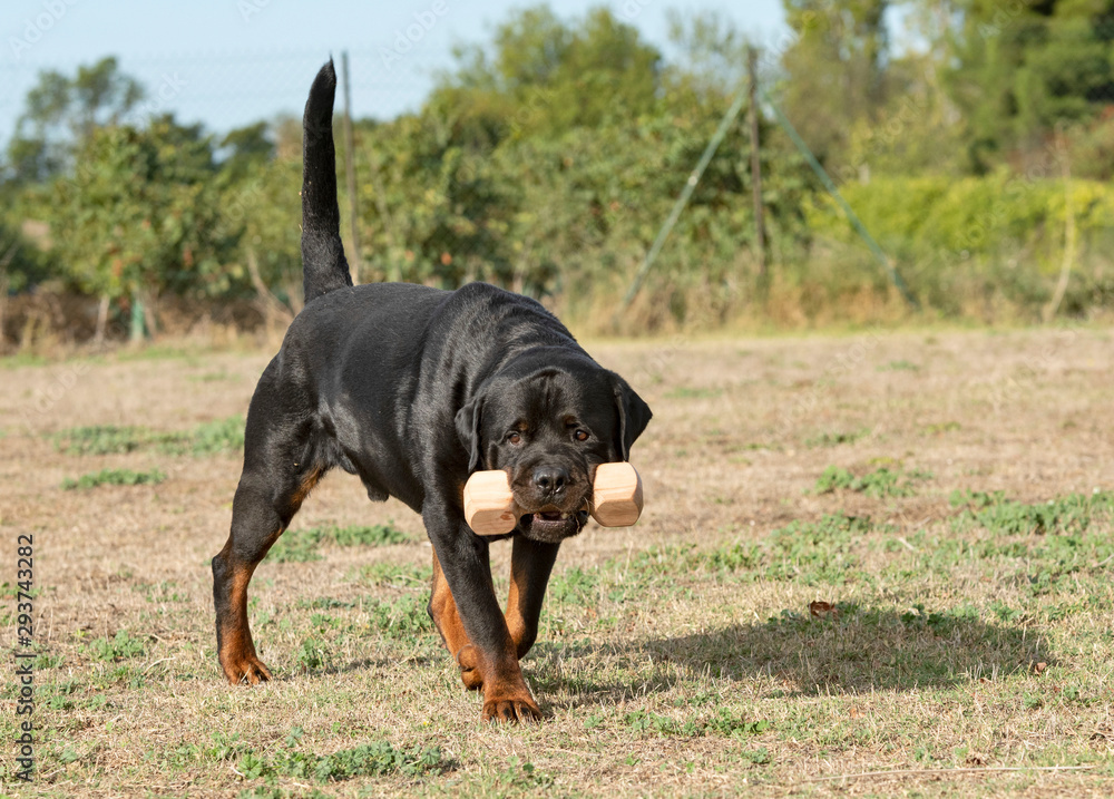 training of obedience