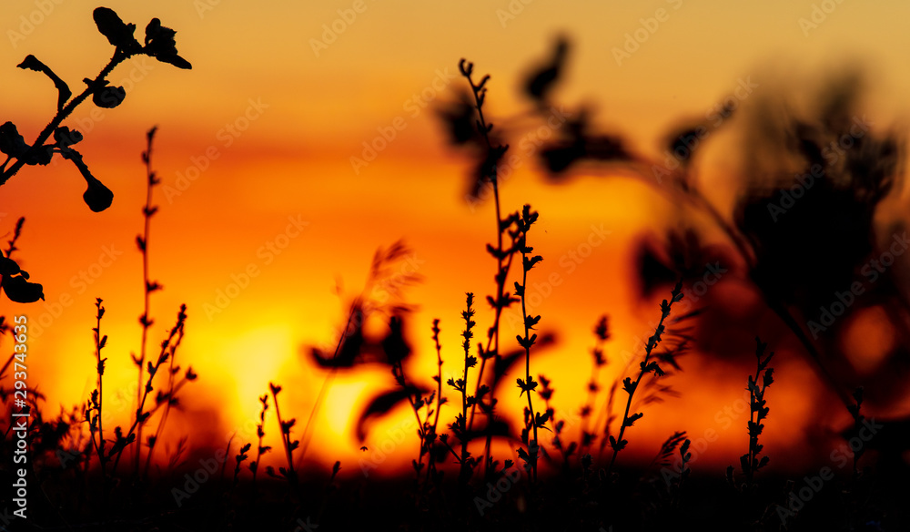 Plants in the field at sunset Plants in the field at sunset