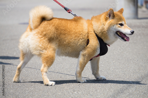 散歩中の柴犬