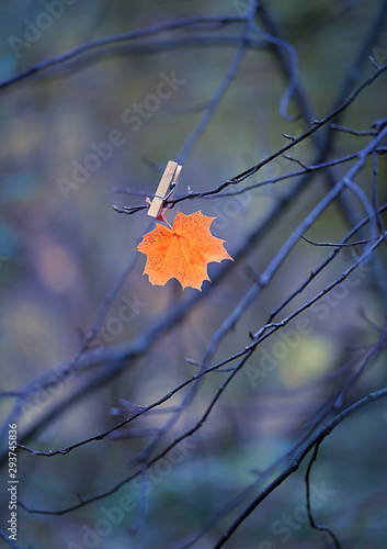 lonely orange maple leaf on tree branch. symbol of late autumn. beautiful atmospheric image. fall season in forest. selective soft focus. shallow depth