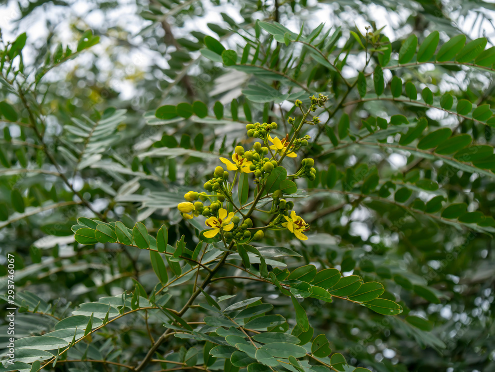 Close up flower of Cassod tree or Senna siamea. Close up flower of Cassod tree or Senna siamea.