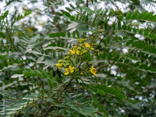 Close up flower of Cassod tree or Senna siamea.
