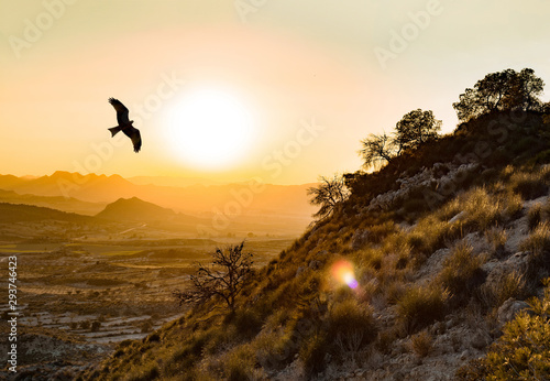 Fototapeta Wild Spanish imperial eagle flies in the Montes de Toledo in the Iberian Peninsula, at sunset