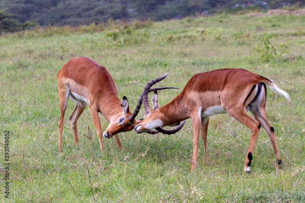 Impalas engaged in a duel Impalas engaged in a duel