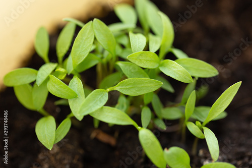 Young leaves of plant growing in soil, selective focus