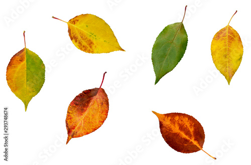 set of colorful autumn leaves on a white background