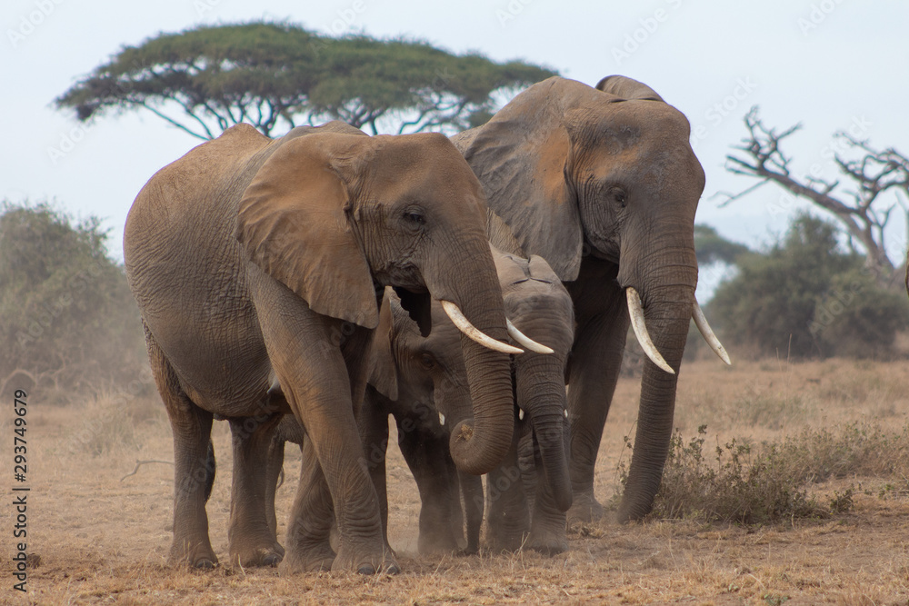The African Elepahonts at Amboselli National Park The African Elepahonts at Amboselli National Park