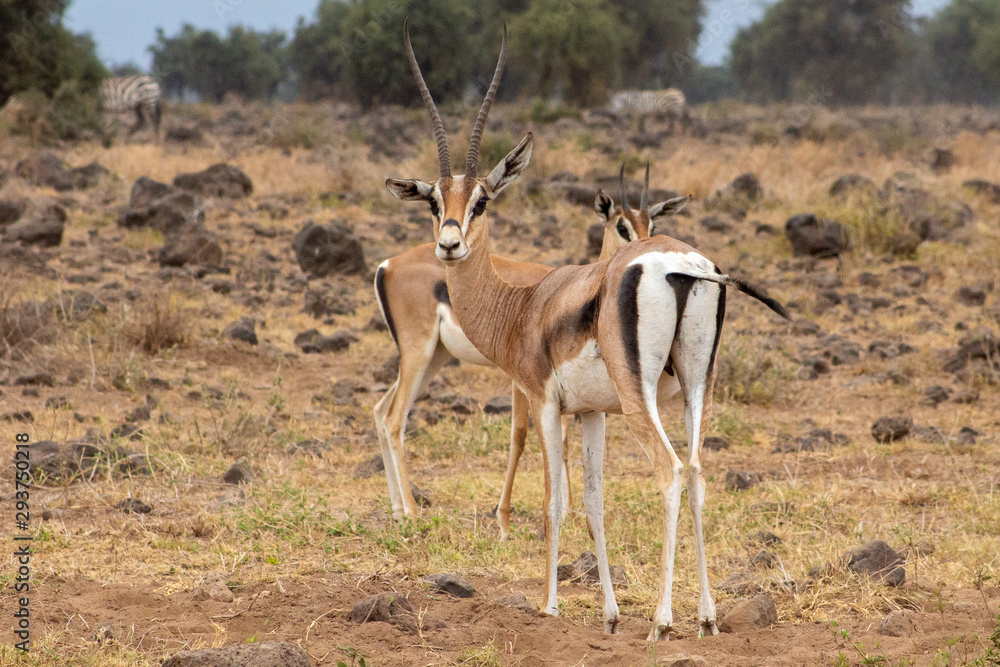 Two Thomsons Gazelle Two Thomsons Gazelle