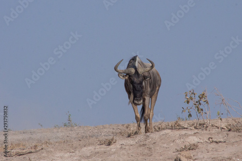 The lone wildebeest